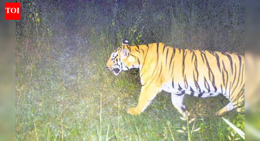 Wildlife officials prepare for tiger translocation in Debrigarh