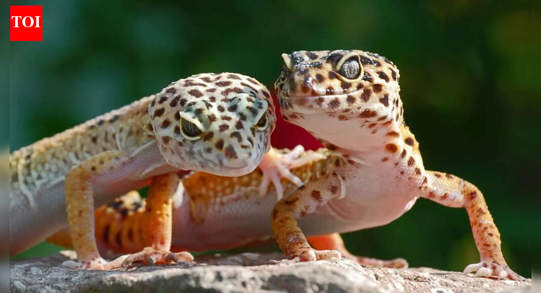 How certain reptiles give birth instead of laying eggs