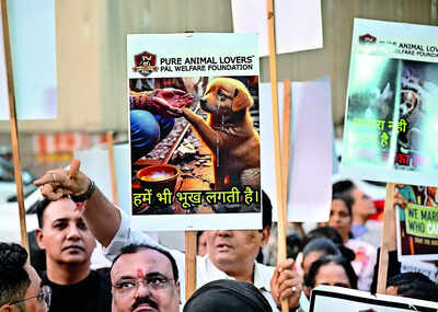 Mumbaikars for stray dogs: We have to be their voice