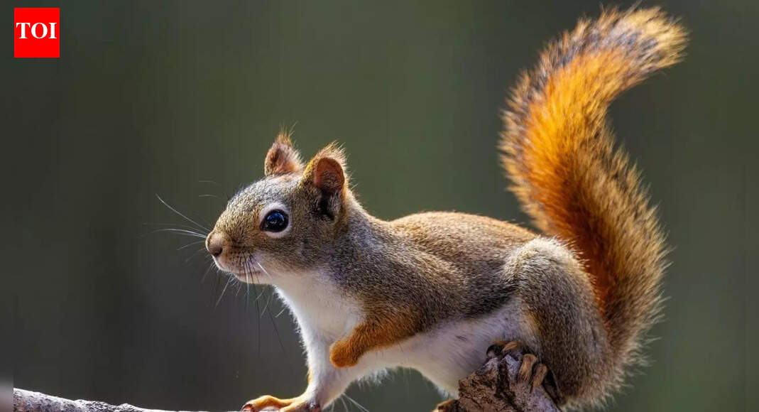 Why a squirrel keeps twitching its tail around you: A quiet warning to stay back