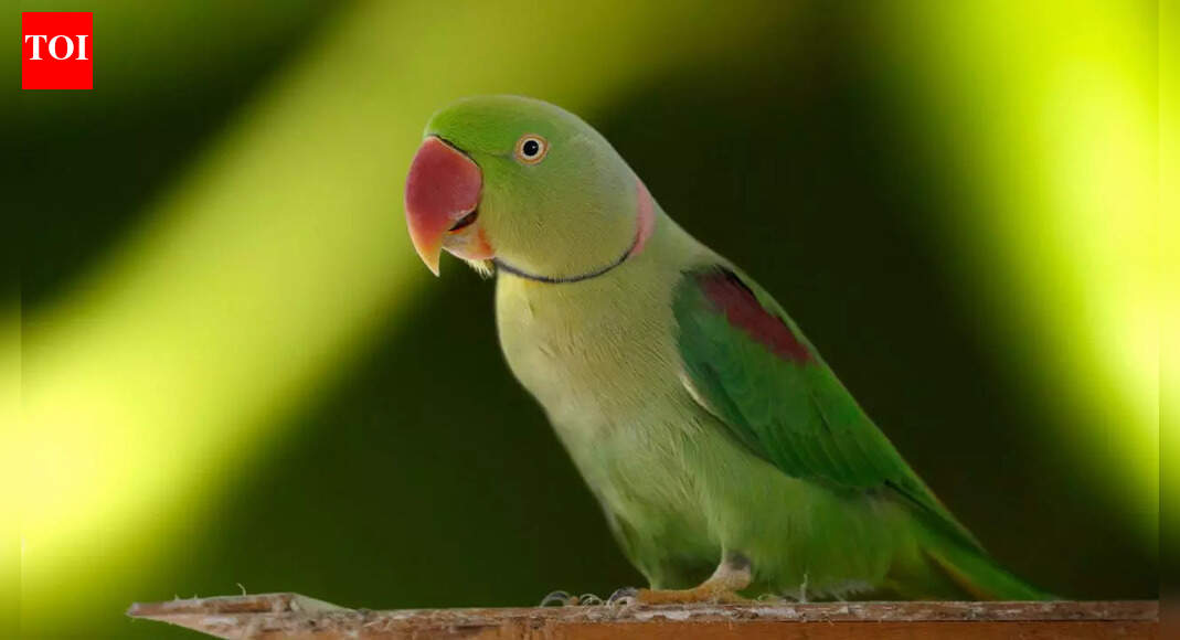 Seychelles Black Parrot to Eclectus Parrot: 10 different types of parrots found across the world