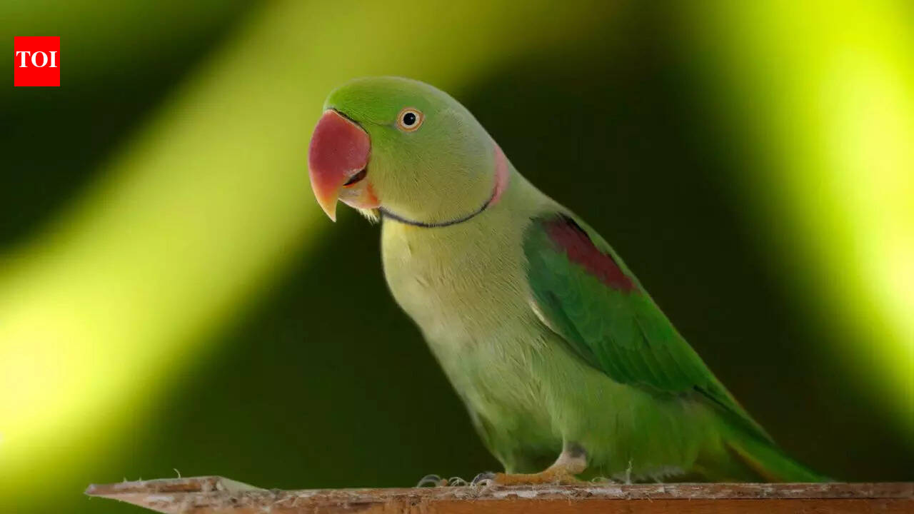 Seychelles Black Parrot to Eclectus Parrot: 10 different types of ...