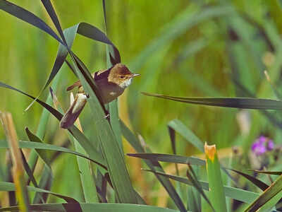 What is the dawn chorus of birds and why some birds refuse to sing early in the morning
