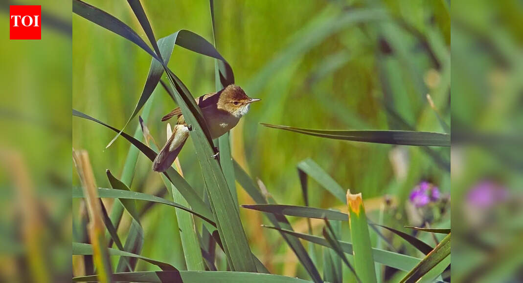 What is the dawn chorus of birds and why some birds refuse to sing early in the morning