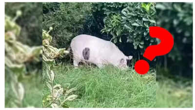 Is this a pig or a cat? This viral optical illusion will have you scratching your head