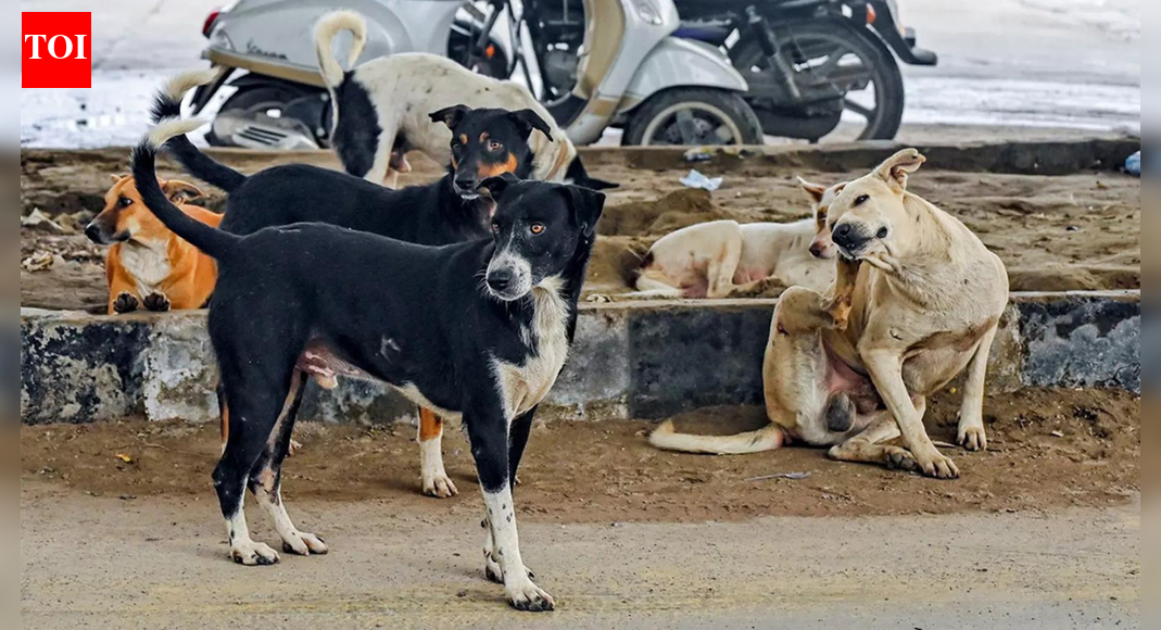 'Not even in human cases': SC observes surge in pleas over stray dogs case; hearing on Wednesday