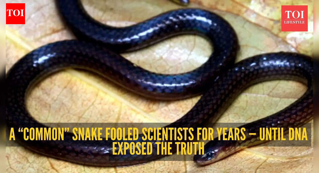 Indian scientists discover a new snake species and it was hiding in Mizoram all along