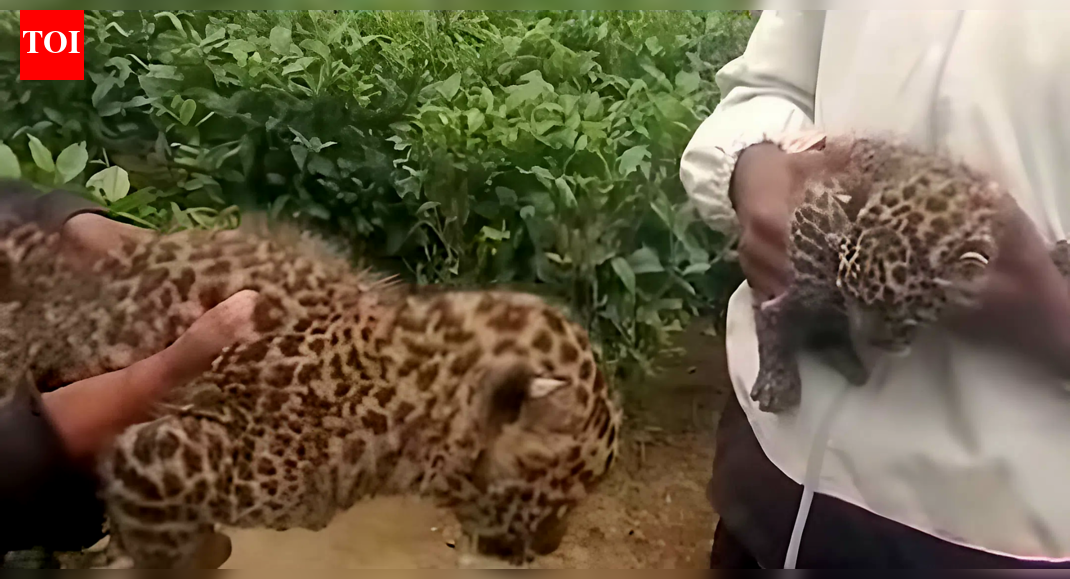 Forest officials rescue 2 leopard cubs from Dibrugarh tea estate
