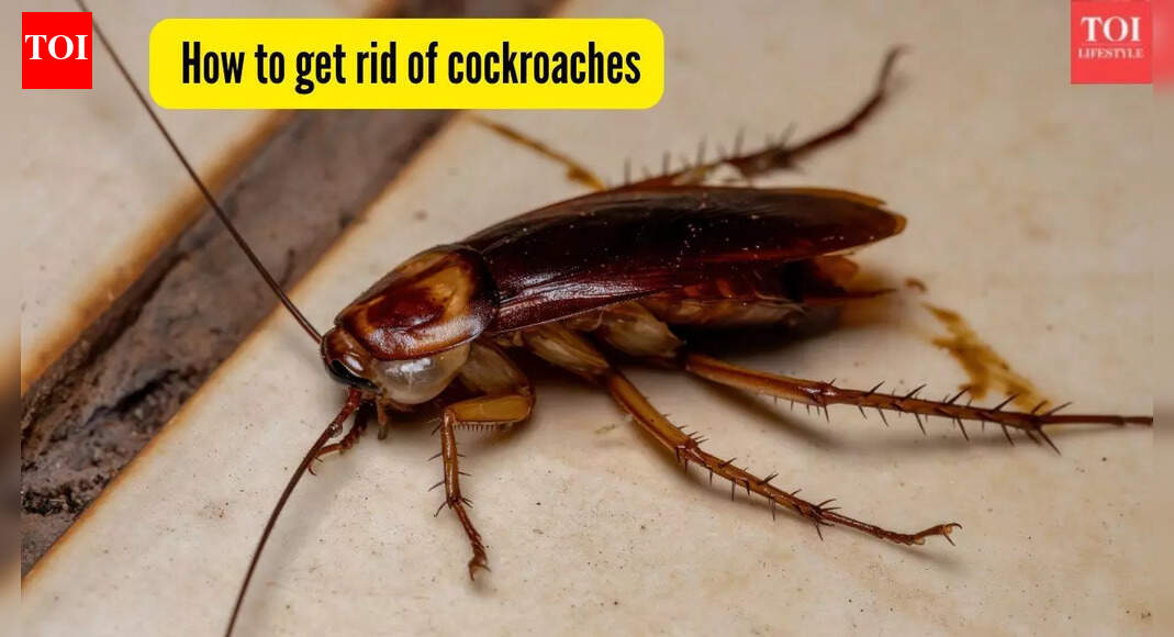 5 effective ways to get rid of kitchen cockroaches — number 3 works wonders!