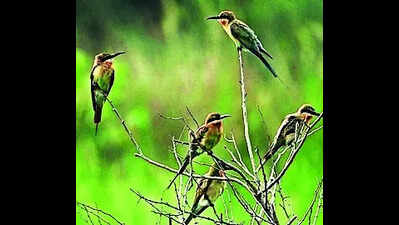 Rajgir hills emerge as major winter haven for migratory birds