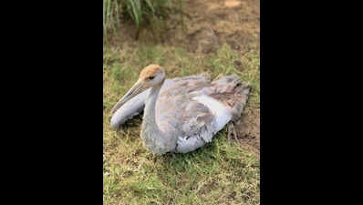 Kite manja claims life of tallest flying bird, the sarus crane