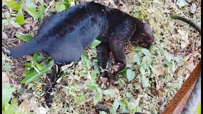 3-year-old black panther dies after falling on live wires at Collem