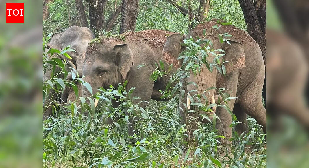 Rampaging elephants return to Keonjhar, trigger fear