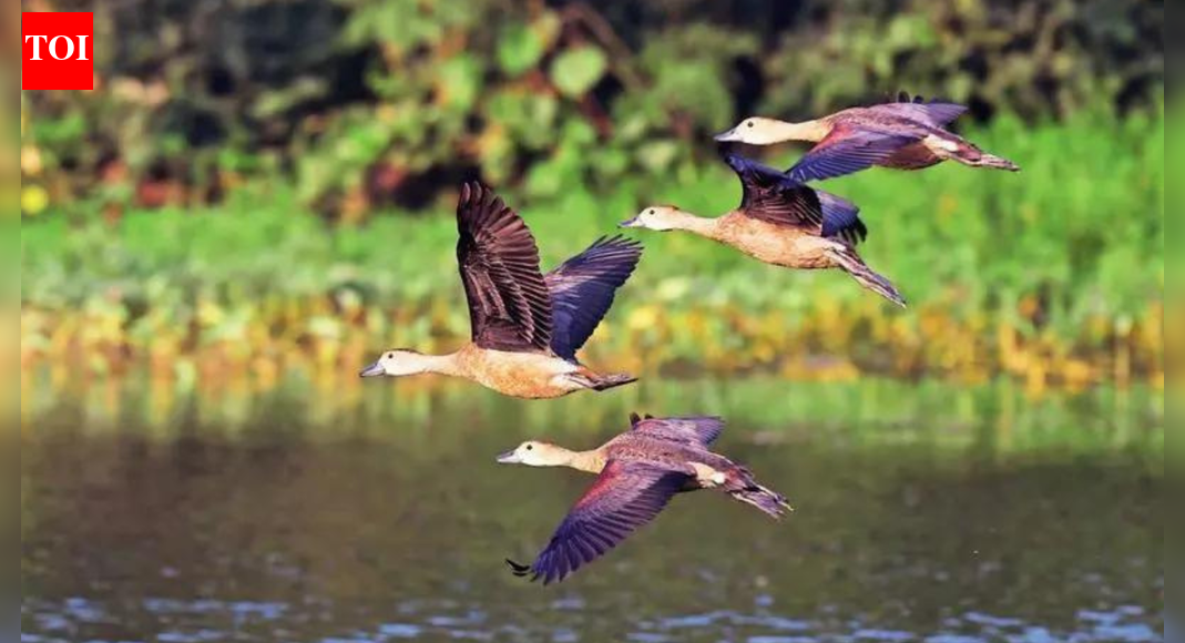 Winged visitors bank on Yamuna, ecological threats worry birders; four teams survey 22km stretch on river floodplain, spot 131 species