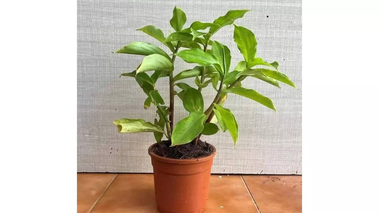 How to grow the 'Insulin Plant' at home: Easy indoor gardening guide with  benefits and care tips | - The Times of India
