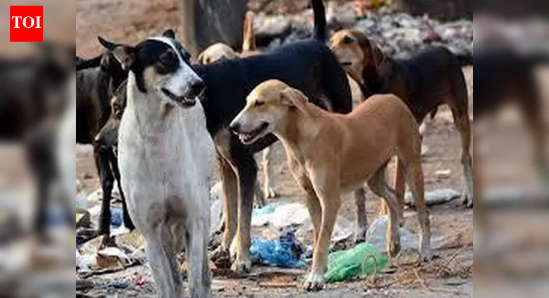 Jeev Sabha backs 'catch-vaccinate-sterilise-release' model to save strays