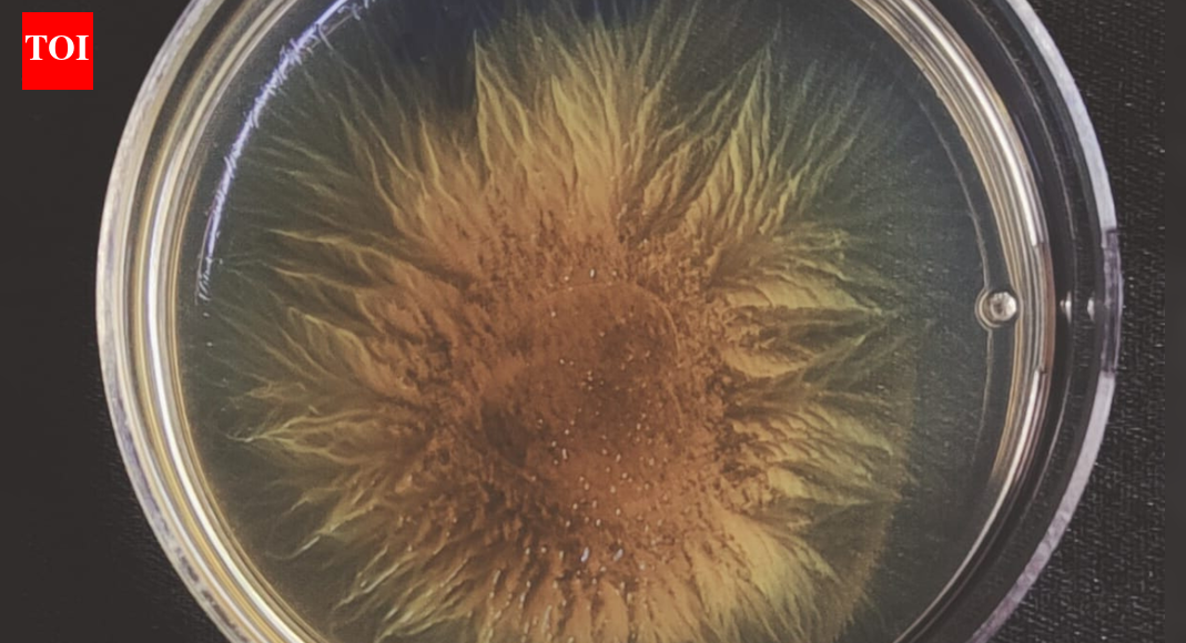 Cooperation comes at a cost in bacterial societies: IISc