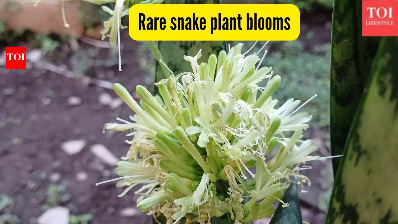 How to get your snake plant to bloom and why this rare flower is considered  lucky | - The Times of India