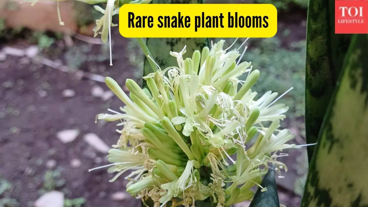 How to get your snake plant to bloom and why this rare flower is considered  lucky | - The Times of India