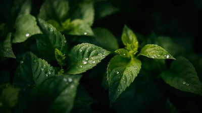 Watering at this time of day may be quietly causing fungal disease in your garden