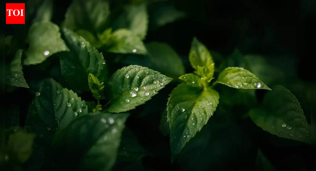 दिन के इस समय पानी देने से आपके बगीचे में फफूंद रोग उत्पन्न हो सकता है |