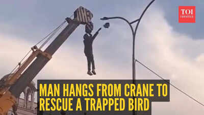  Man risks everything, hangs from crane to rescue bird trapped high above wires