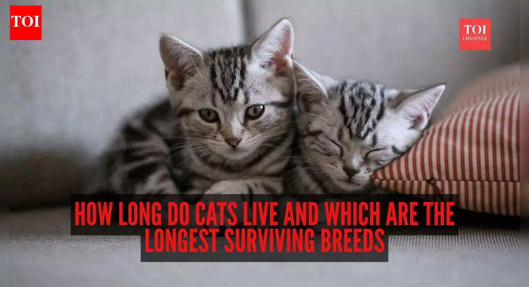 How long do cats live and which are the longest surviving breeds