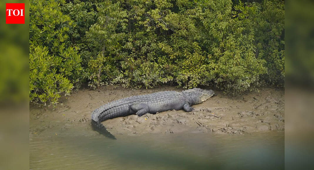 Experts question reduced crocodile census duration in Bhitarkanika