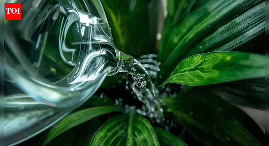 Don’t throw away aquarium water! Here's what to do