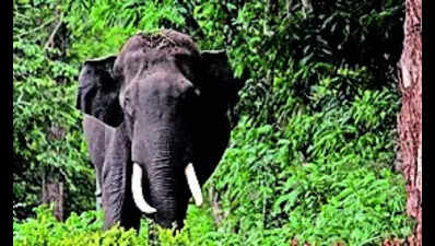 Human-elephant conflict spikes in Jharkhand, 22 people dead in 21 days
