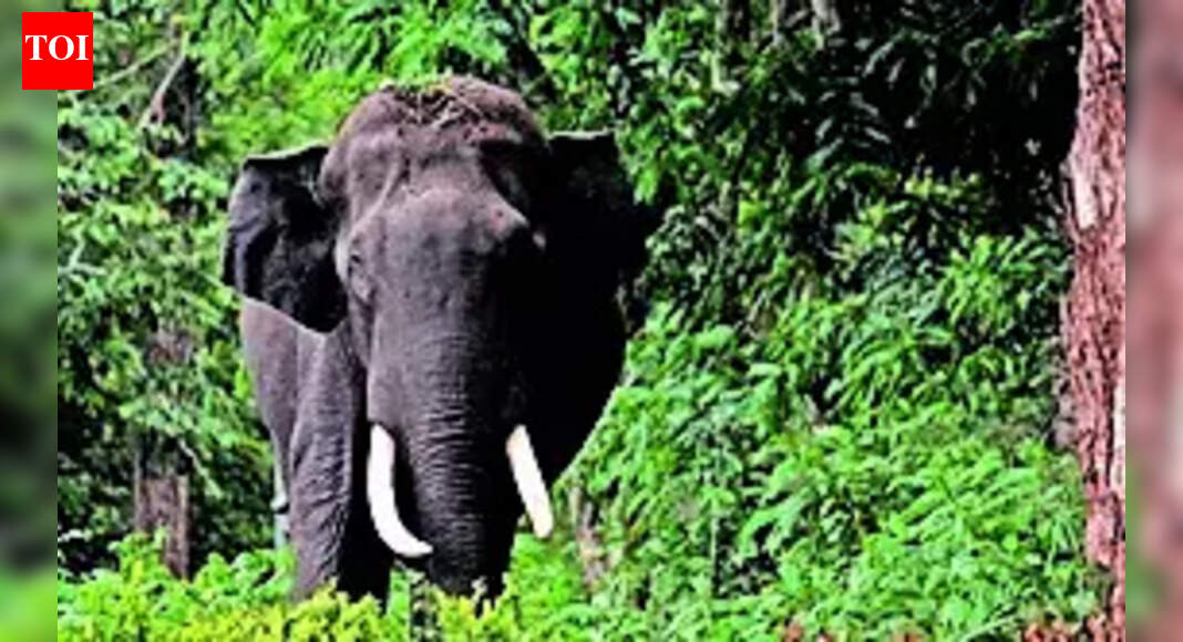 Human-elephant conflict spikes in Jharkhand, 22 people dead in 21 days