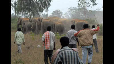 Bannerghatta ESZ revival casts shadow on development projects