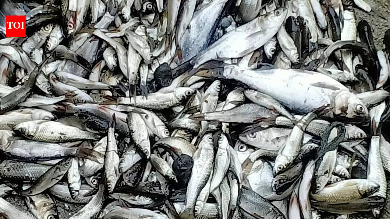 Chepua fish delicacies boost rural economy in Bihar-UP villages | Patna ...