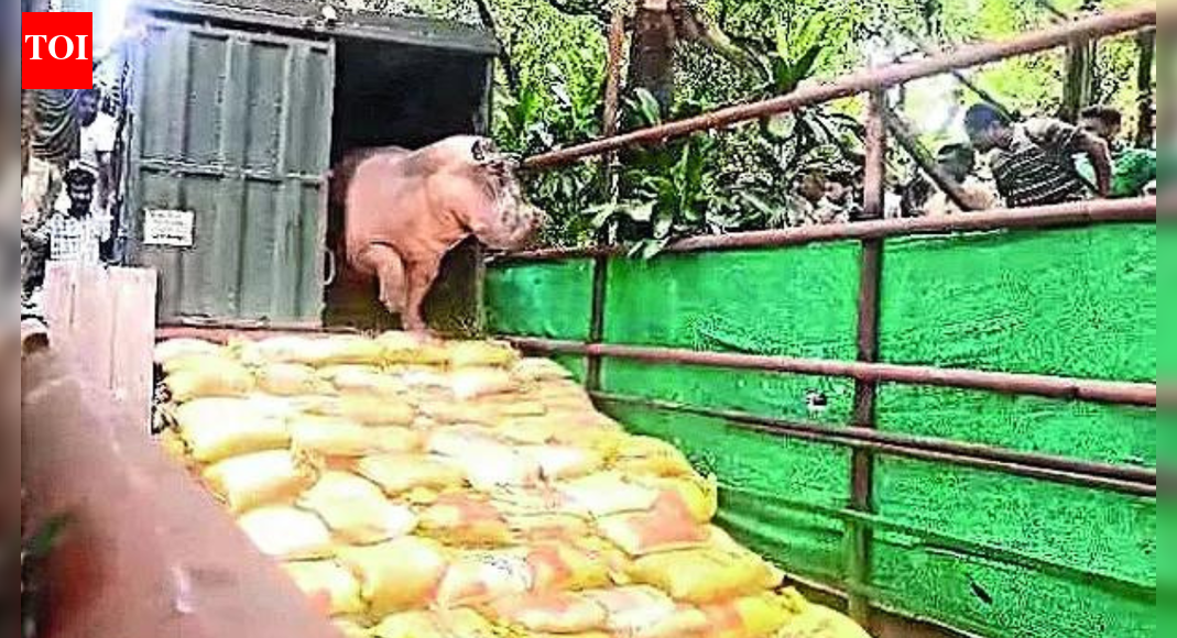 Unable to move, hippo stuck in Kolkata zoo pool for 2 weeks
