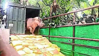 Kolkata: Unable to move, ailing hippo stuck in Alipore zoo pool for 14 days; vets hopeful of recovery
