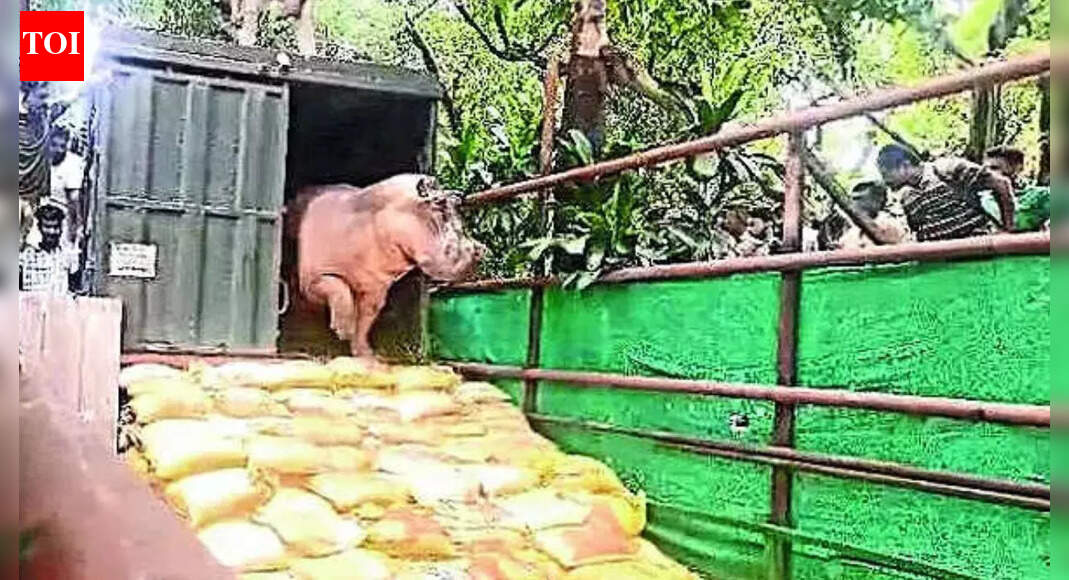 Kolkata: Unable to move, ailing hippo stuck in zoo pool for 2 weeks; vets hopeful of recovery