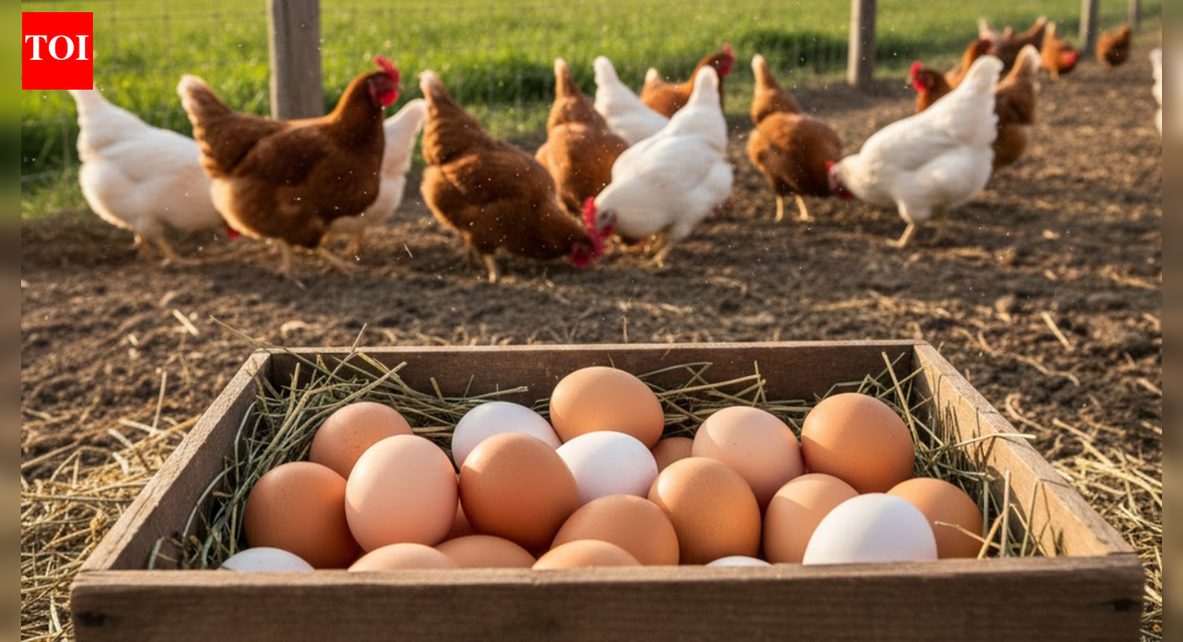 Saudi Arabia imposes ban on poultry and egg imports from France and Poland amid disease outbreaks