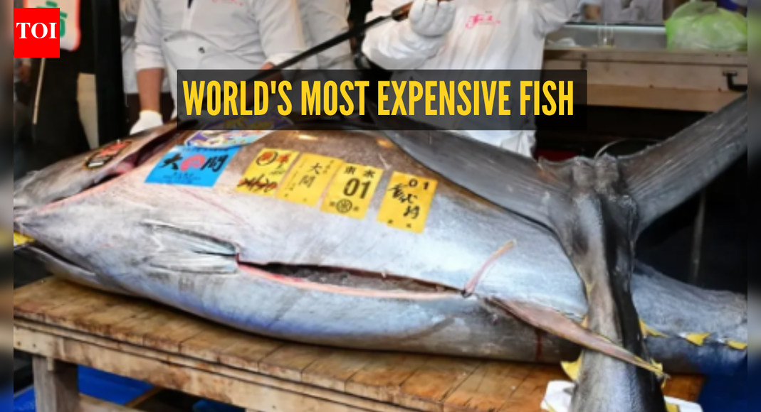 This is the world's most expensive fish sold at a whopping ₹29 crore: But why is it so costly