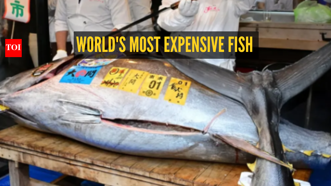 Most Expensive Fish In The World To Eat