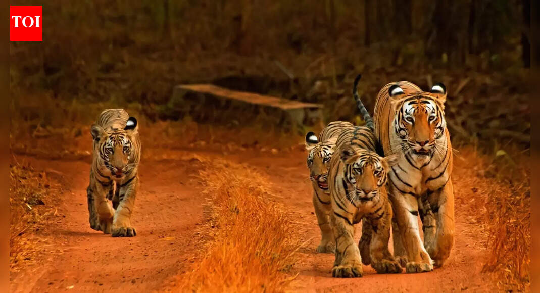 Which country has the world’s largest tiger population: China, India or Russia?