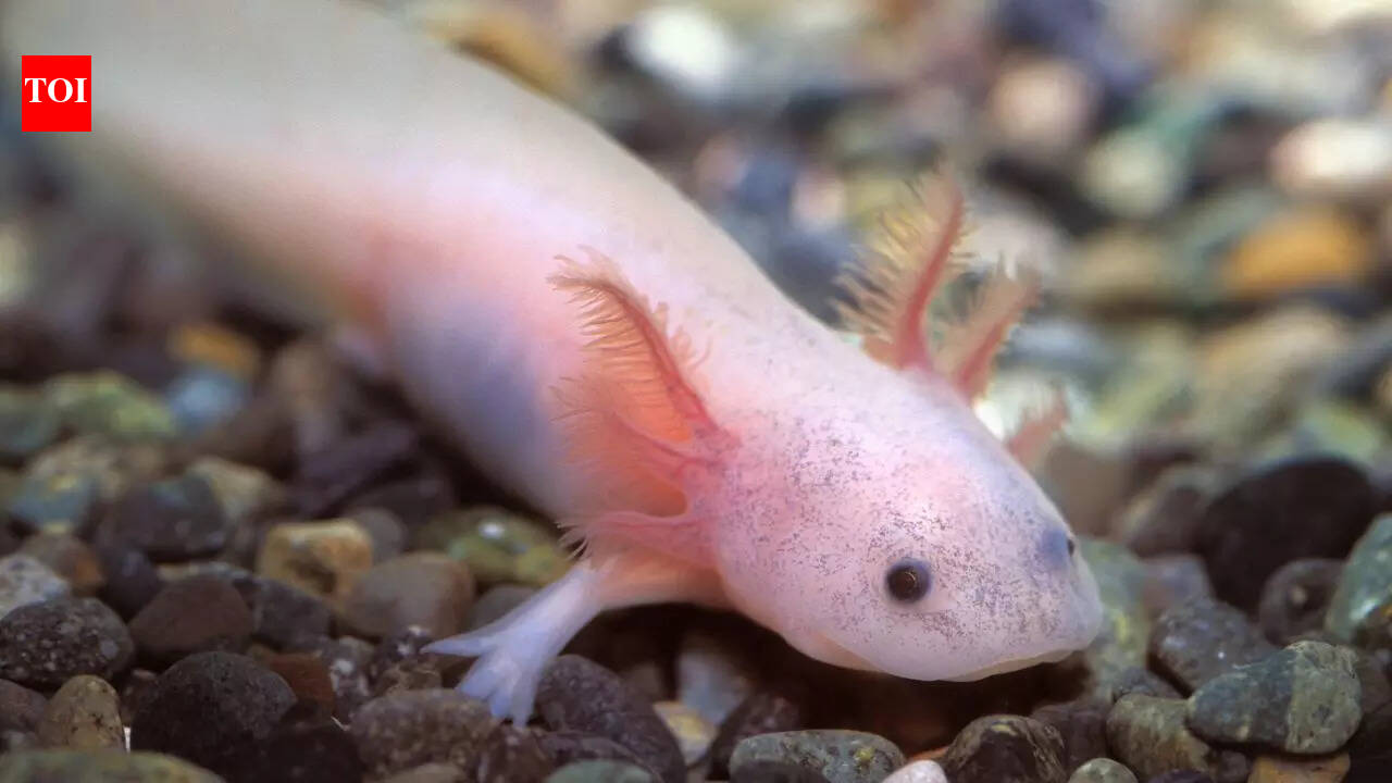 From Goblin Shark to Glass Frog: 8 real-life animals that seem ...