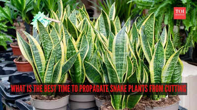 What is the best time to propagate snake plants from cutting
