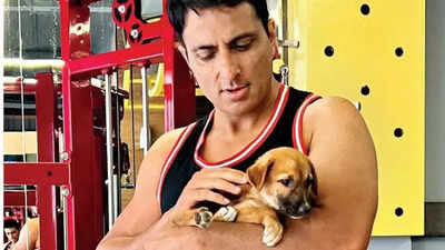 Sonu Sood to advocate for stray dog sterilisation in India, seeks public support; 'We can control diseases like rabies'