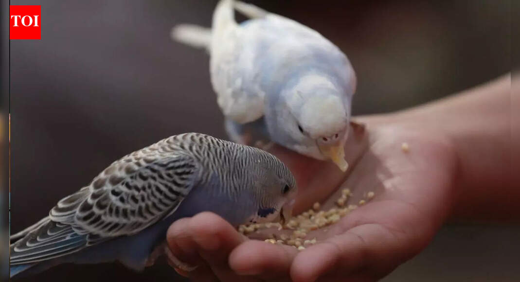 Can feeding birds change your karmic cycle?