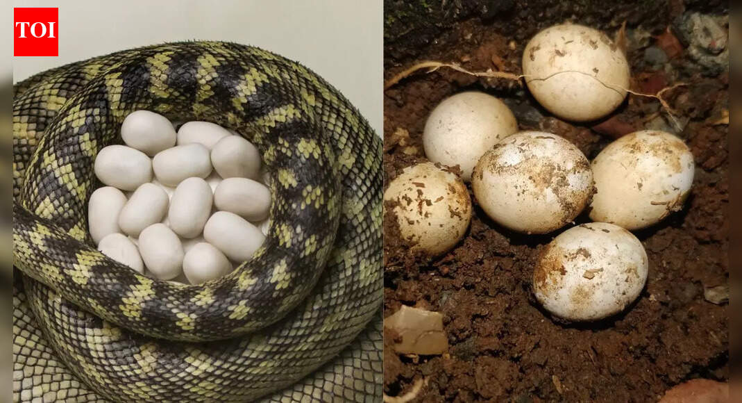 Snake eggs vs lizard eggs: Key differences in size, shape, colour, and texture for identification, and safety