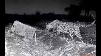 11-year-old boy saves 9-year-old sister from leopard in Sangli