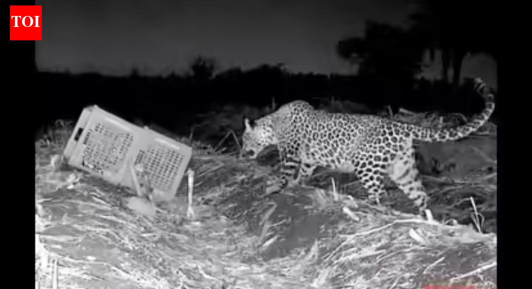 11-year-old boy saves 9-year-old sister from leopard in Sangli