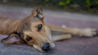 Can't allow dogs to roam inside hospital wards: Supreme Court