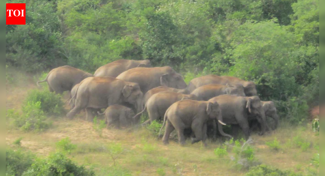 Jharkhand killer jumbo goes missing? Bengal, Odisha teams roped in for search; toll rises to 17