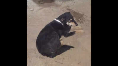 Reflective collars for stray dogs in Agra to reduce road accidents
